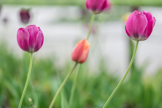 Beautiful colorful purple tulip background photo