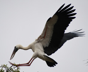 white and black heron flying and watching