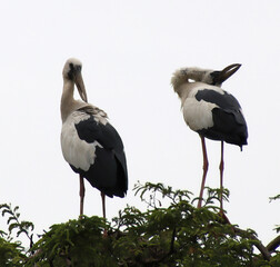 white and black heron sitting on a tree branch and looking