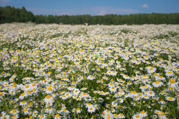 Beautiful chamomile field: many small white flowers chamomile on a sunny summer day, medicinal plant, aromatherapy, cultivation of culture, daisy background, selective focus