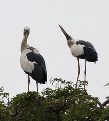 white and black heron sitting on a tree branch and looking