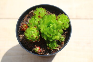 jovibarba sobolifera rojniczek pospolity