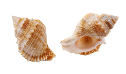 Seashell isolated on white background. Seashell for you design.