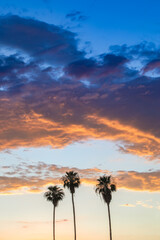 Obraz na płótnie Canvas 3 Palms Sunset 7422
