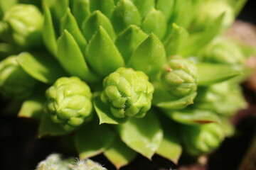 Fototapeta premium jovibarba sobolifera rojniczek pospolity