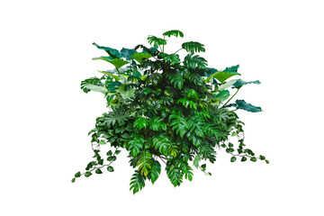 monstera jungle plant isolated include clipping path