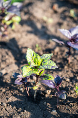 Young basil grows in vegetable garden, close up. Eco-farm, gardening concept.
