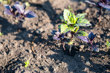 Young basil grows in vegetable garden, close up. Eco-farm, gardening concept.