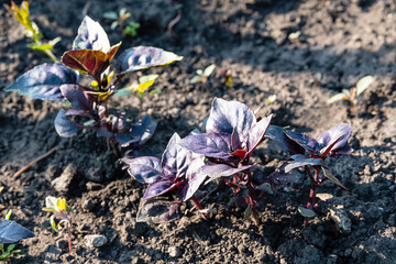 Young basil grows in vegetable garden, close up. Eco-farm, gardening concept.