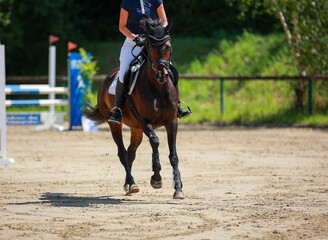 Jumping horse with rider galloping between two obstacles in the course, detail of the horse from the front..