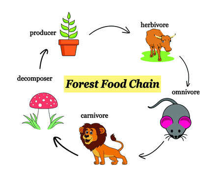 Forest Food Chain Biology Diagrams