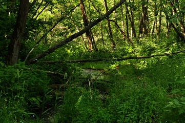 Nature is the material world of the universe, in fact — the main object of the study of natural sciences.