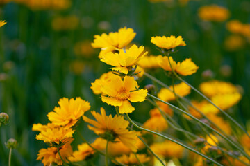 Garden flowers close-up. Summer beautiful fresh background