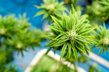 Marijuana flowers or Cannabis plant in the pot,Cannabis plant grow in room indoor farm for medical and business.