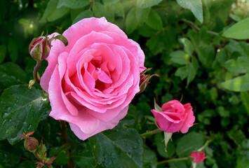 pink roses in garden
