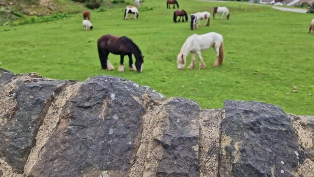 Pony horses gazing in a field in England
