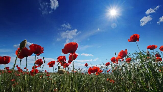 Red poppies and blue sky