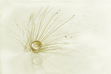 Seed Macro with water drop