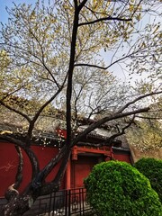 Spring in Beijing