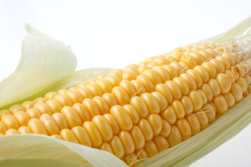 とうもろこし　白バック