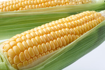 とうもろこし　白バック