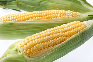 とうもろこし　白バック