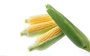 とうもろこし　白バック