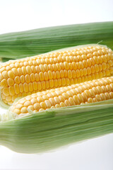 とうもろこし　白バック