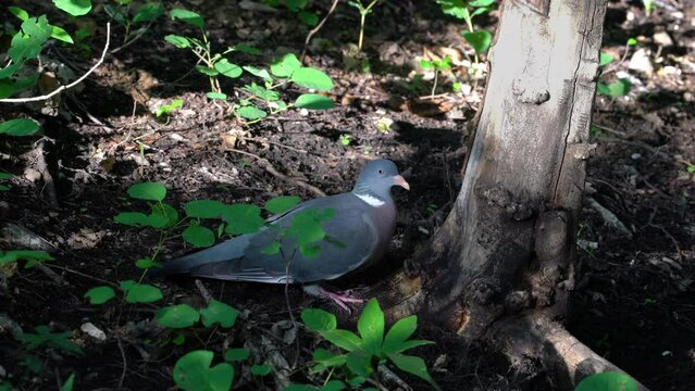 Common Wood Pigeon looking for food (Columba palumbus) - (4K)