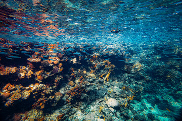 Naklejka na ściany i meble Underwater coral reef on the red sea