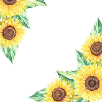 Sunflowers square frame.Watercolor botanical illustration.Isolated on a white background. For design
