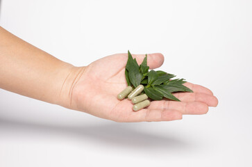 hand hole Green chiretta herbal capsule medicine, and fresh leaves on white background