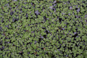 green background, Common Duckweed Lemna minor plant on water
