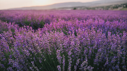 Naklejka na ściany i meble Close up lavender flowers in beautiful field at sunset.