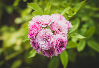 Beautiful pink rose in garden. summertime floral for background. roses for valentine day.