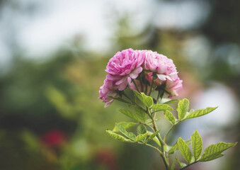 Beautiful pink rose in garden with nature blured background. summertime floral for background. roses for valentine day.