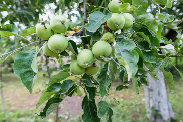  apples on a branch
