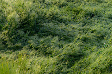 안성목장의 아침