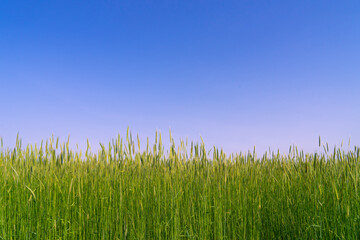 안성목장의 아침