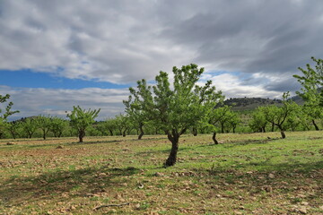 Fototapeta premium Amandiers dans la campagne andalouse. Espagne.