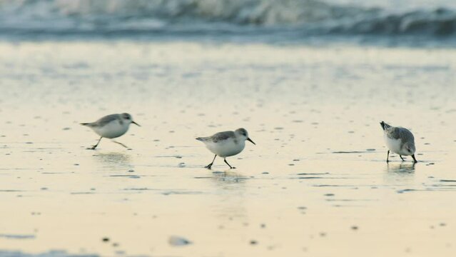 Flock of majestic Calidris alba running on wet sandy coastline, cinematic view