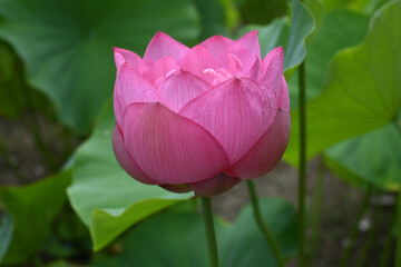 夏に参拝した京都市法金剛院の蓮の花が可憐