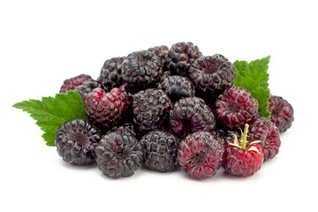 Cumberland hybrid raspberry and blackberry - 516709886