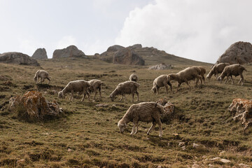 White sheep herd graze on slope of caucasian mountains in sunny golden weather. Highlands cattle breeding in Dagestan.
