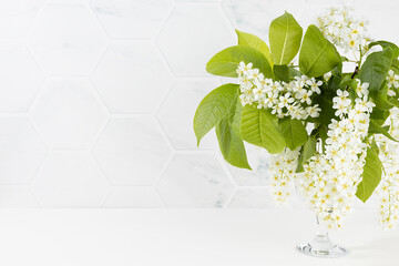 Summer fresh white flowers of blooming bird cherry branch with young green leaves in vase, copy...
