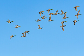マガモの群飛 (Mallard)