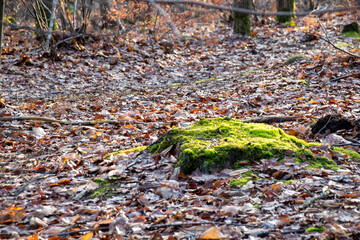 moss on the ground