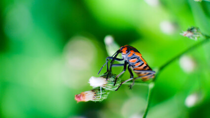 Close up of beautiful orange bug. Milkweek bug