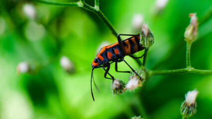 Close up of beautiful orange bug. Milkweek bug