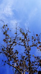 Nice colorful of leaves on a branches with blue sky in the background